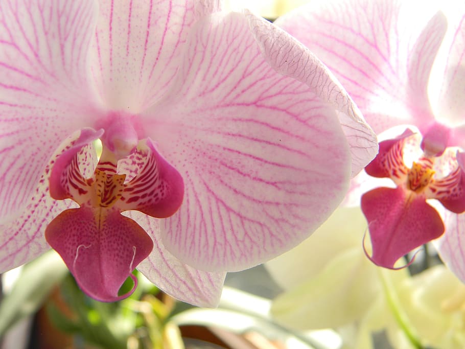 flower, orchids, coloured, flowering plant, vulnerability, fragility HD wallpaper