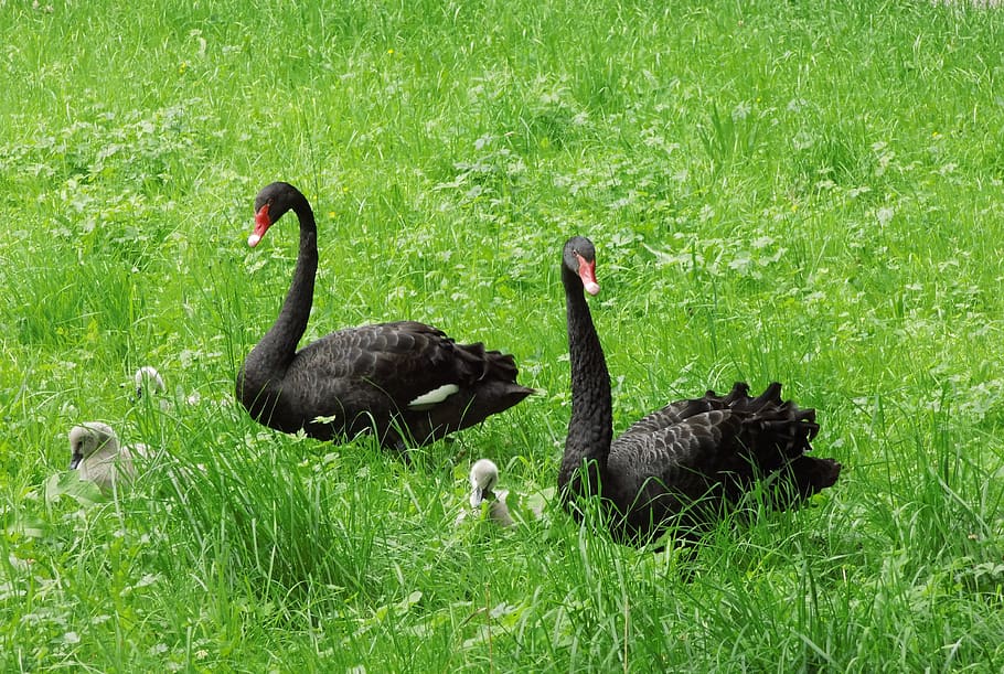 nature, plant, bird, animal themes, vertebrate, animals in the wild HD wallpaper