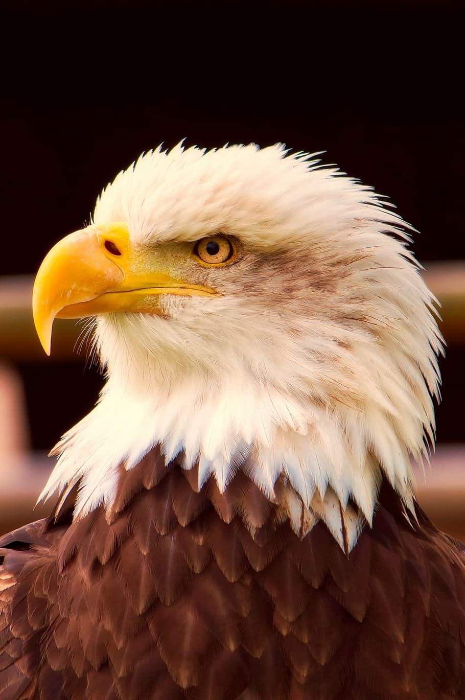 bald eagle close-up photography, bird, wildlife, symbol, patriotism HD wallpaper
