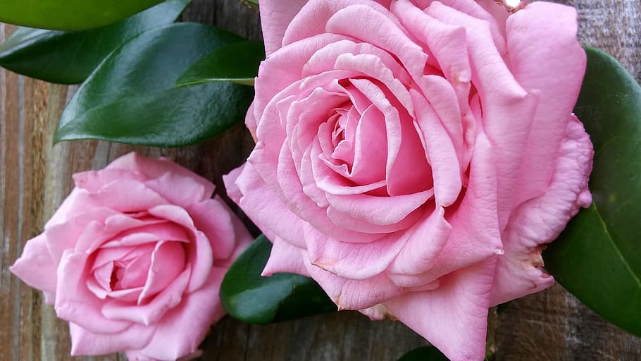 two pink roses close-up photography, Two Roses, Glossy, green leaves, HD wallpaper
