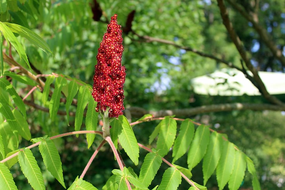tree, nature, foliage, summer, sumac octowiec, growth, plant HD wallpaper
