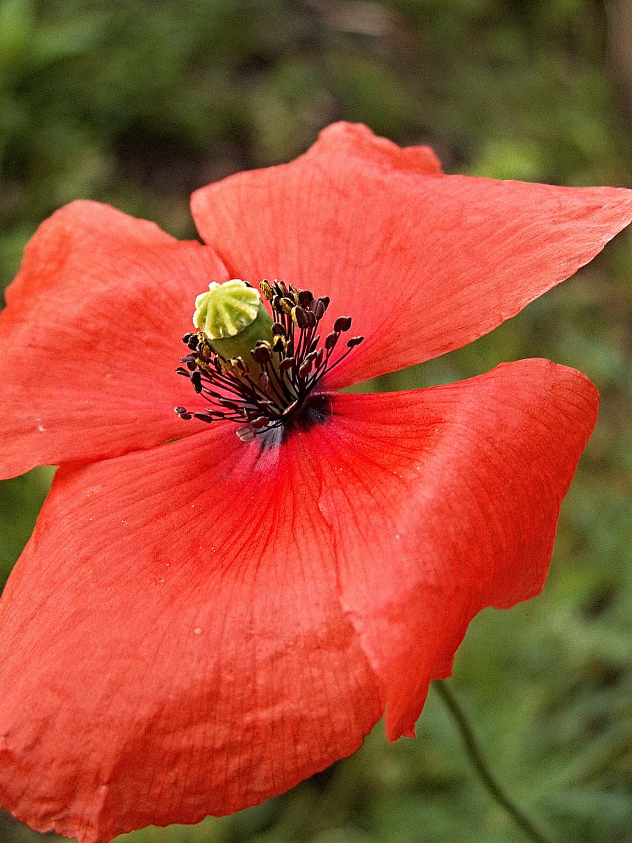 red weed, flower, macro, pistils, petals, ovary, invertebrate HD wallpaper