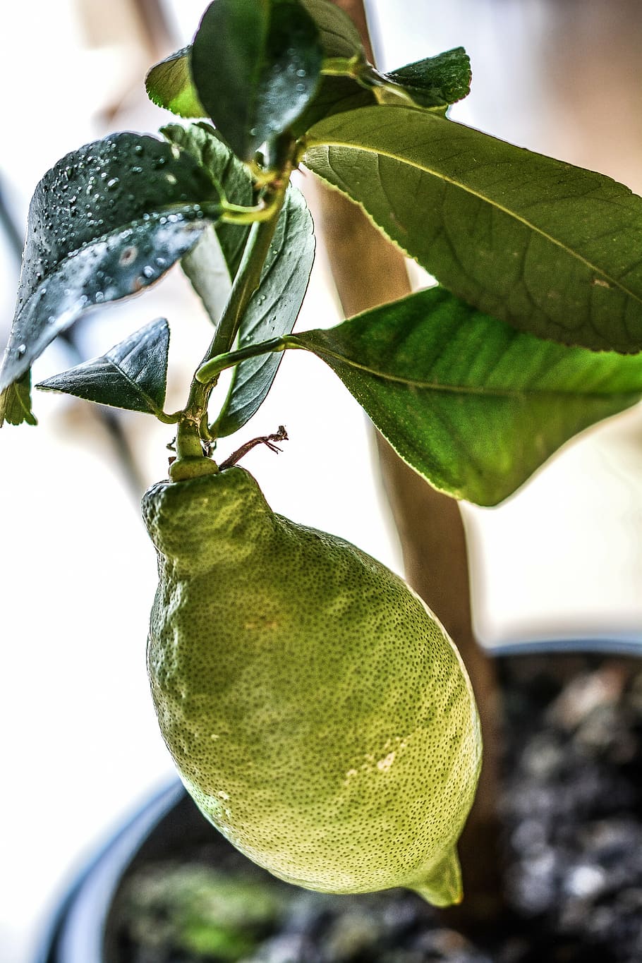lemon, tree, green, plant, agriculture, food, citrus, fresh HD wallpaper