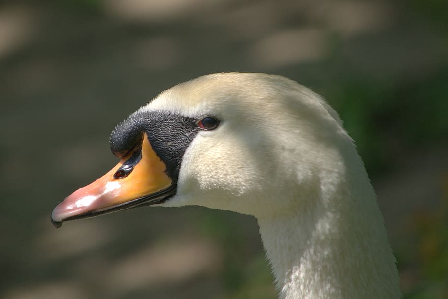 swan, white, bird, animal wildlife, animal themes, animals in the wild HD wallpaper
