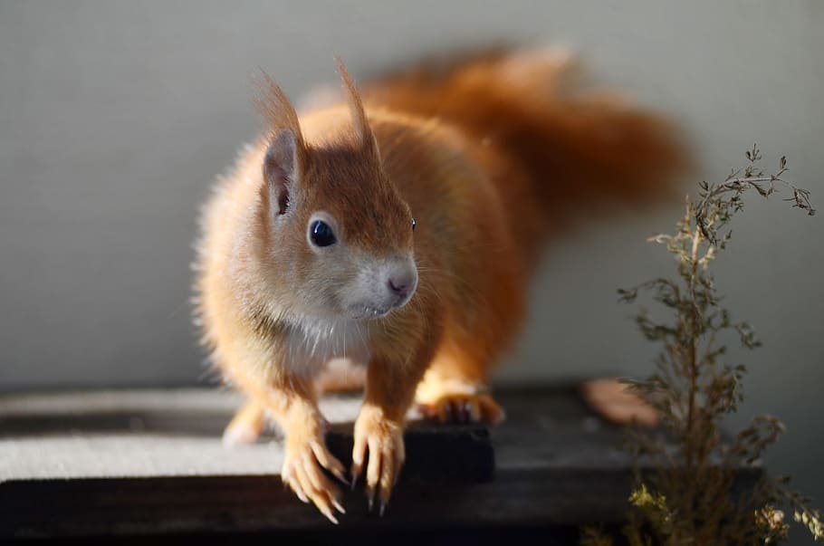 squirrel, rodent, cute, nature, wildlife photography, furry HD wallpaper