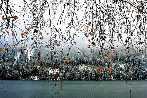 landscape photography of body of water, twigs, hanging, delicate HD wallpaper