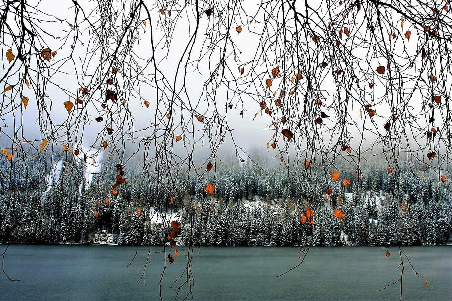 landscape photography of body of water, twigs, hanging, delicate HD wallpaper
