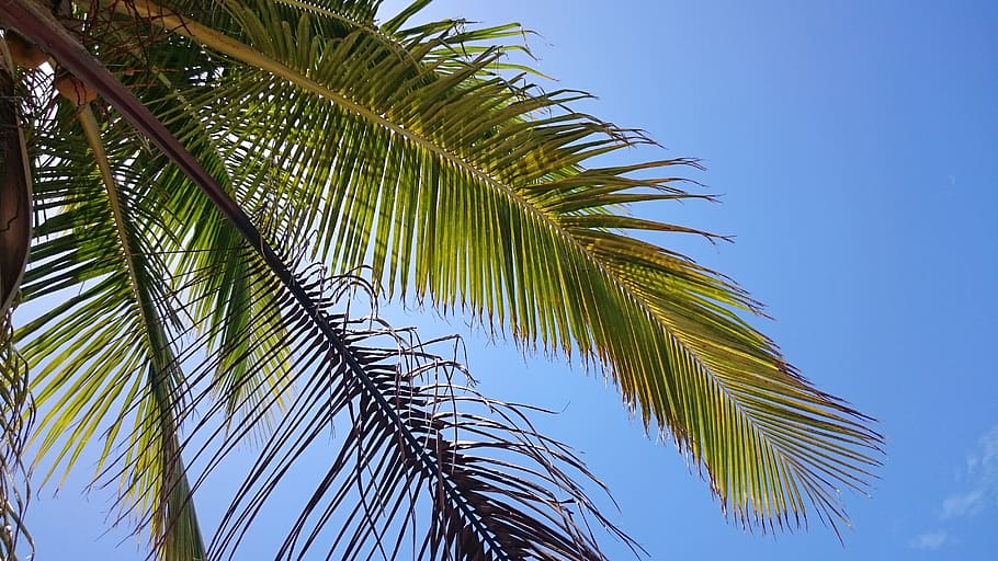 Palm, Sun, Holiday, Leaves, sky, palm branch, nature, palm Tree HD wallpaper