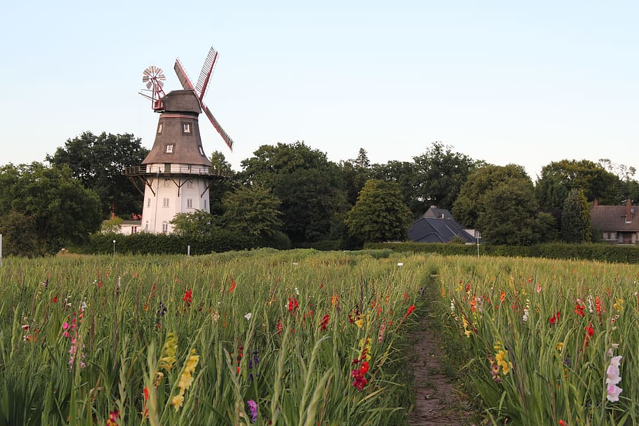 mill, field, windräder, windmill, cornfield, agriculture, historically HD wallpaper