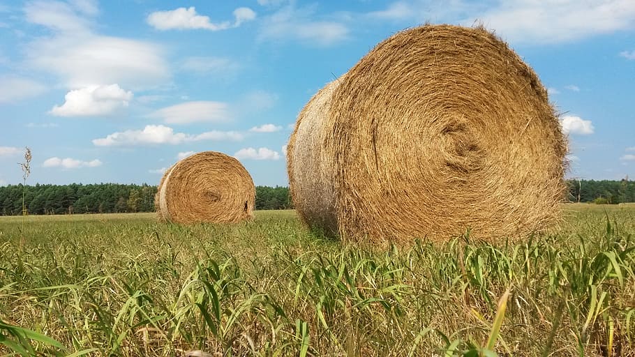 two rolled haystack on grass, field, nature, farm, summer, agriculture