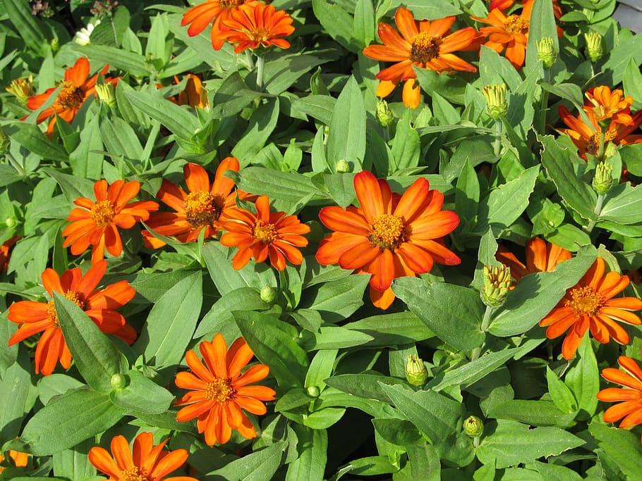flowers, small, orange, green, blossoms, close-up, landscaping HD wallpaper
