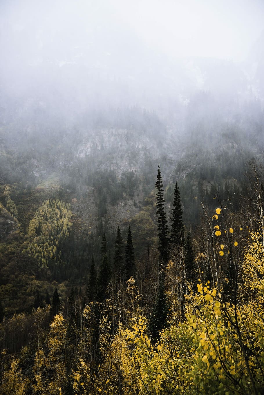 green leaf plants, foggy area with pine trees, mountain, landscape HD wallpaper