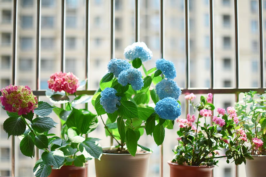 flowers on window, meadow, valentine, decorative, silhouette