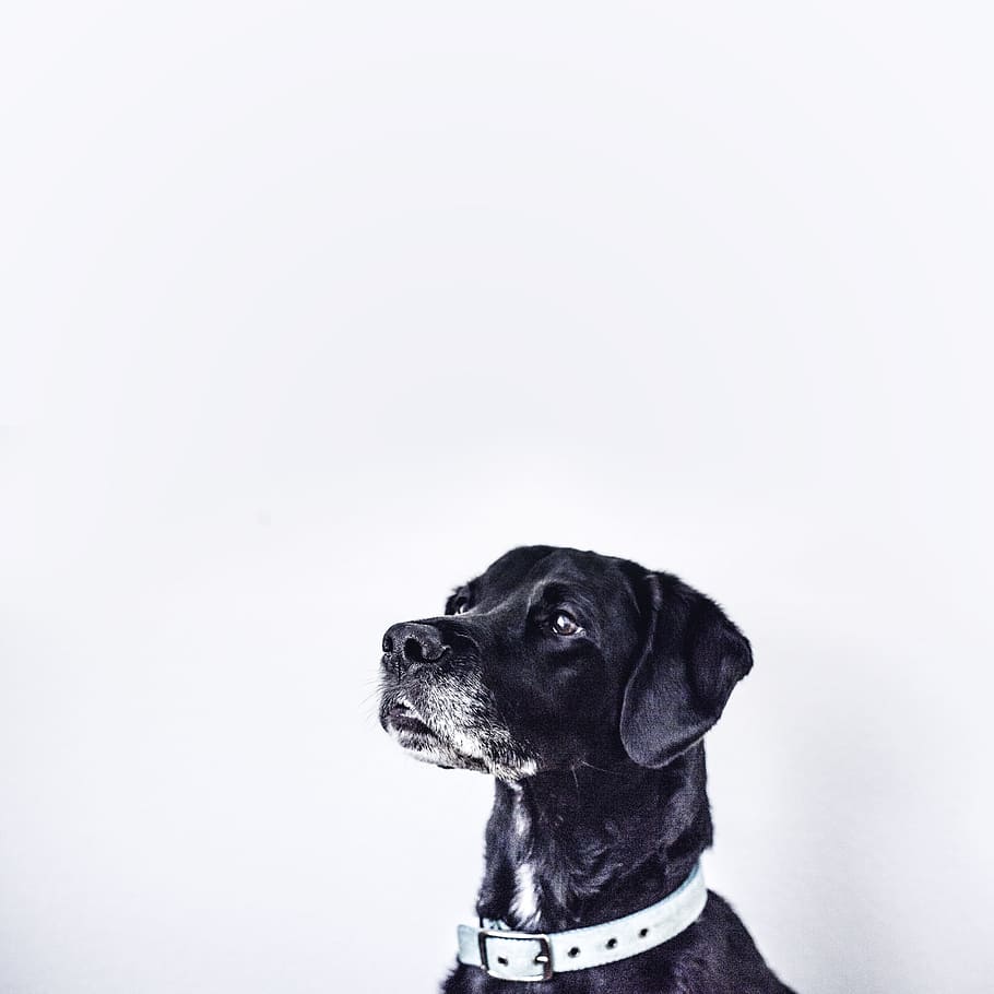 black dog with white collar, Phantom, pet, puppy, minimal, retriever, HD wallpaper