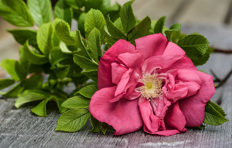 rose, wild, pink, bloom, plank, wooden, background, plant, floral HD wallpaper