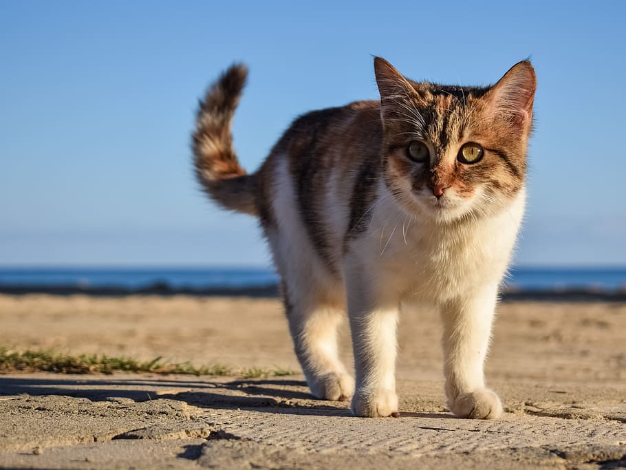 cat walk on land, stray, animal, cute, young, face, eyes, beach, HD wallpaper