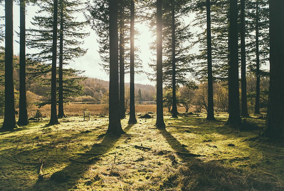 sunlight passing thru trees, silhouette photo of trees near brown grass field HD wallpaper
