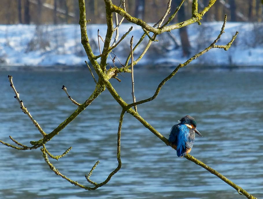 kingfisher, bird, danube, winter, nature, wildlife, animal HD wallpaper