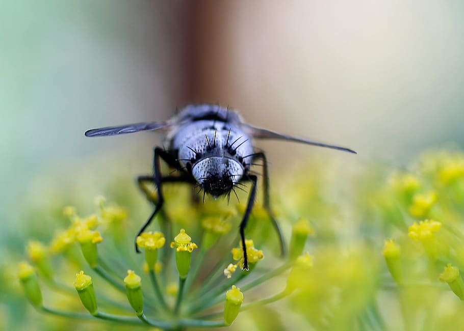 fly, insect, macro, nature, flower, arthropod, garden, animal HD wallpaper