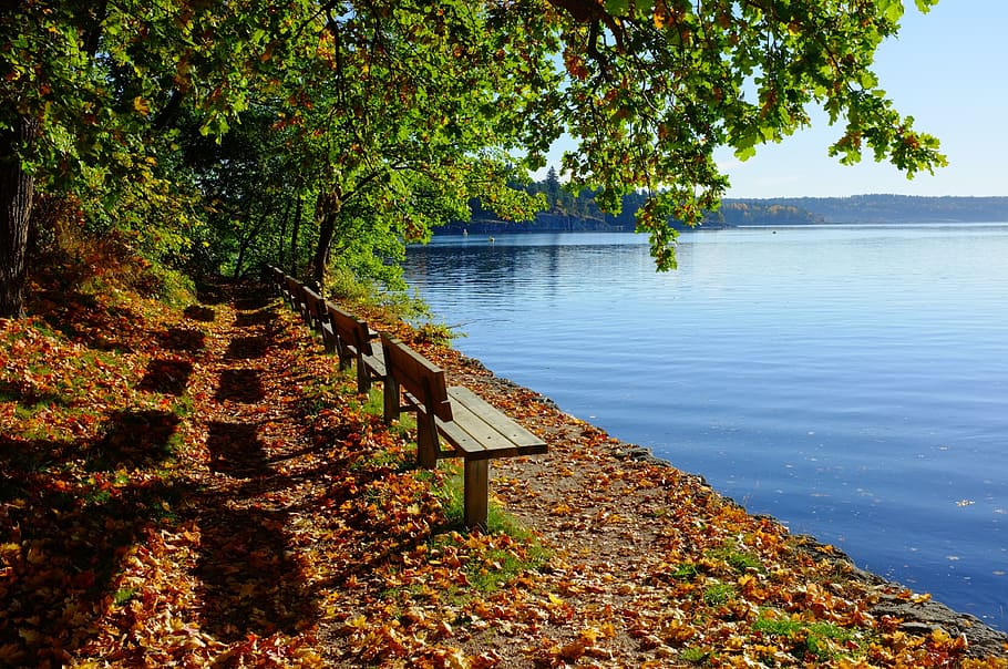 brown wooden benches beside body of water under trees during daytime HD wallpaper