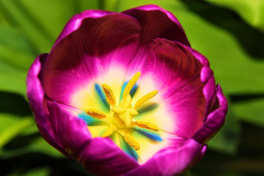 nature, flower, flora, leaf, beautiful, freshness, flowering plant HD wallpaper