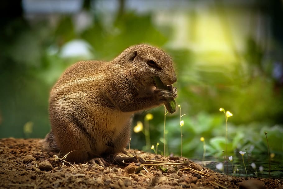 beaver biting green substance, squirrel, eating squirrel, sweet, HD wallpaper