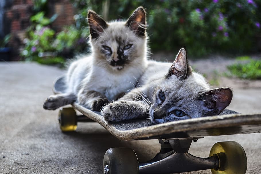 two siamese cats lying on skateboard, ride, pets, domestic Cat HD wallpaper