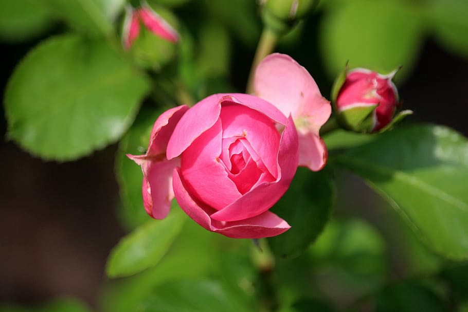 rose, pink, half open, nature, flower, flowering plant, pink color HD wallpaper