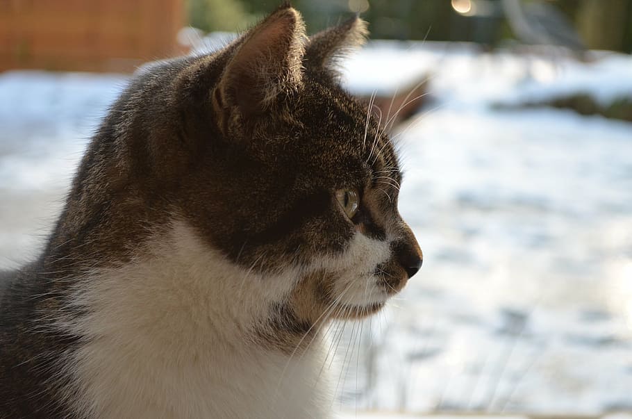 cat, adidas, one animal, animal themes, mammal, close-up, looking HD wallpaper