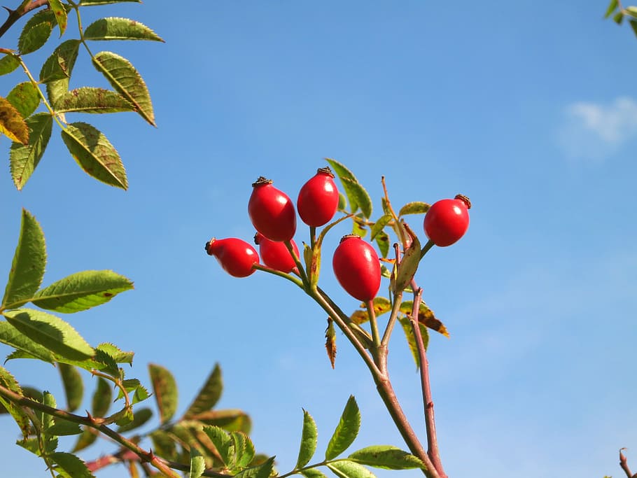 oval red fruit under cloudy sky, rose hips, blue, green, leaves, HD wallpaper