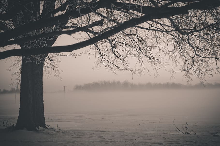 tree, nature, landscape, leaves, sad, fog, plant, cold temperature HD wallpaper