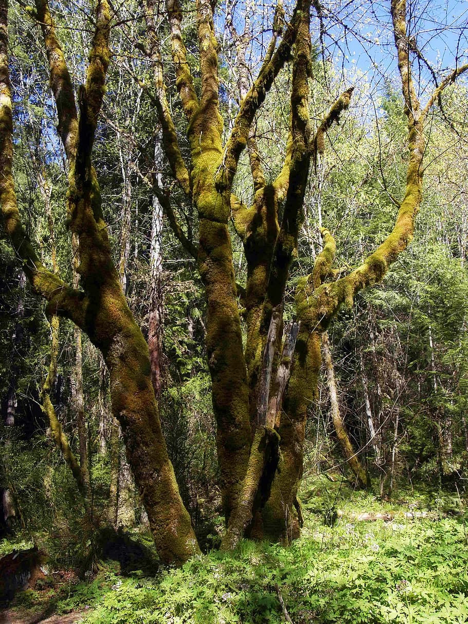 Forest, Trees, Woods, Moss, Environment, natural, foliage, sunlight HD wallpaper