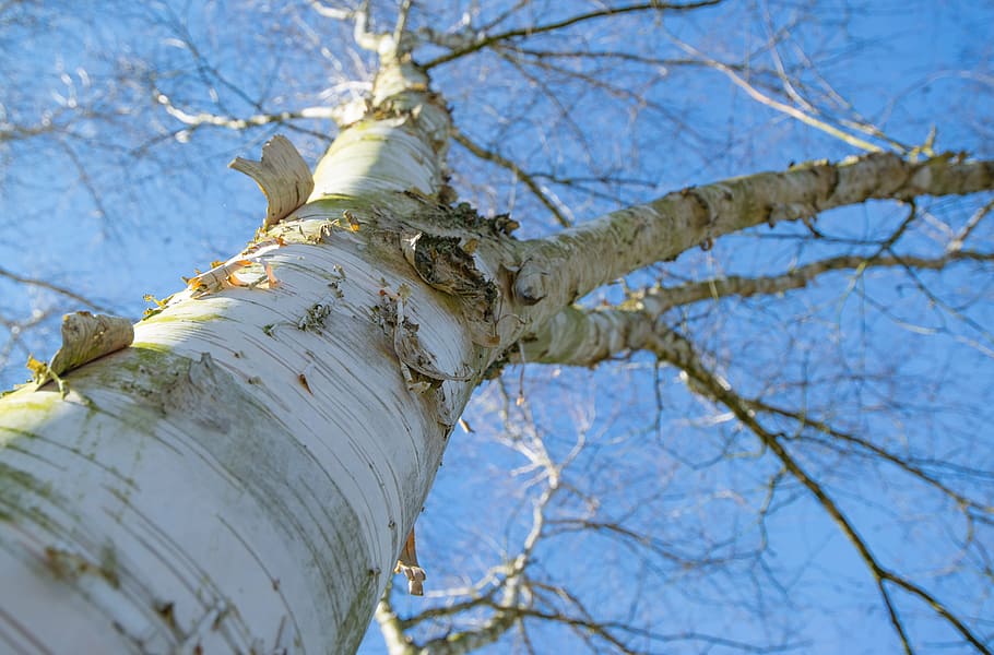 baretree under blue sky, crown, spring, green, nature, outdoor HD wallpaper