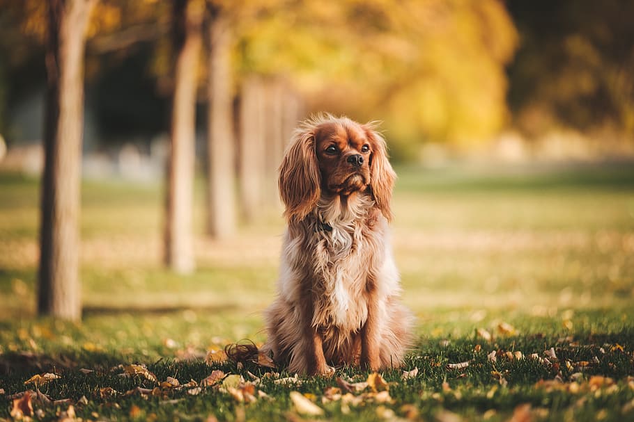 adult fawn American cocker spaniel sitting on grass during daytime