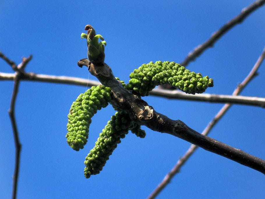 Walnut, Flower, Tree, Puck, the puck, blooming tree, blue, green color HD wallpaper