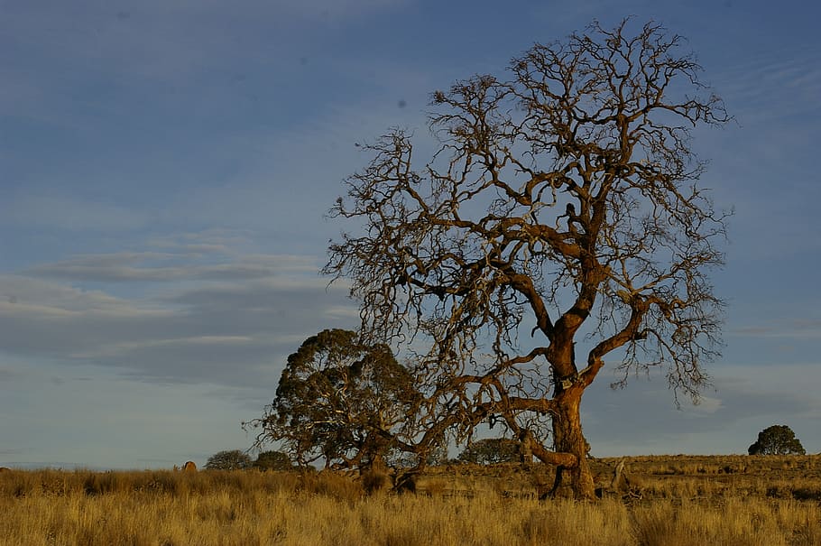 tree, outback, landscape, australia, sky, plant, field, environment HD wallpaper