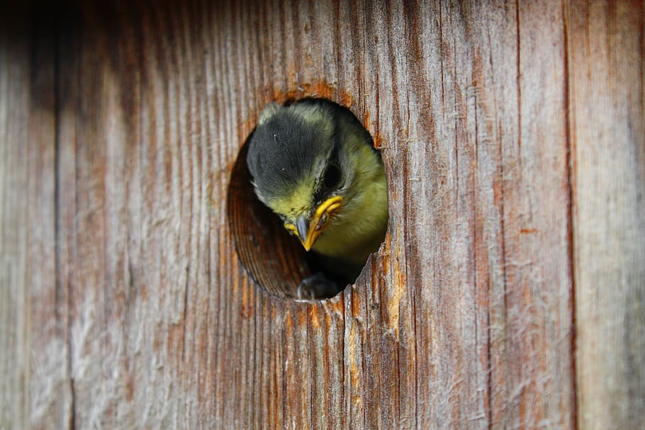 bird, nesting box, tit, nesting place, wood - material, close-up HD wallpaper