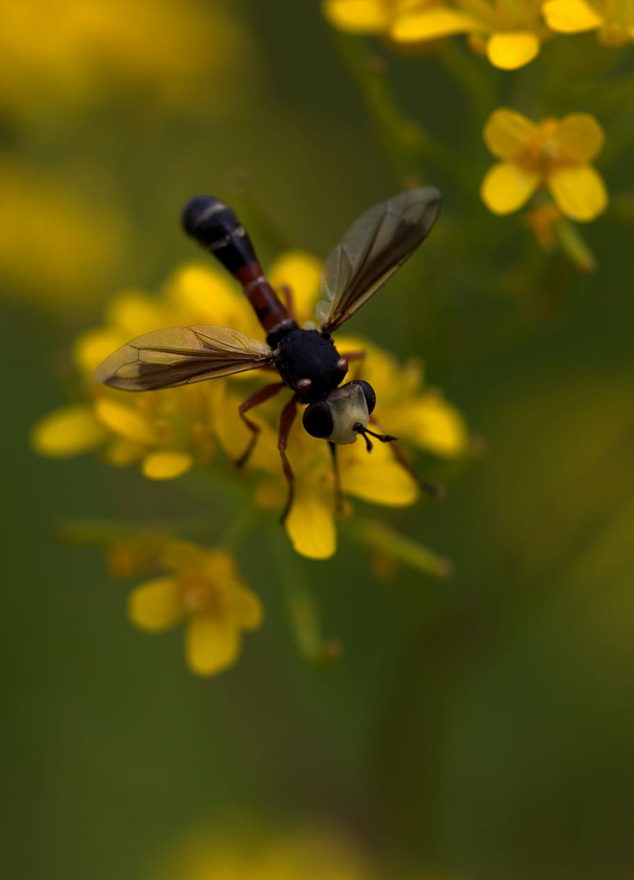 Wasp, Flower, Yellow, Petals, Nature, wild, insect, one animal HD wallpaper