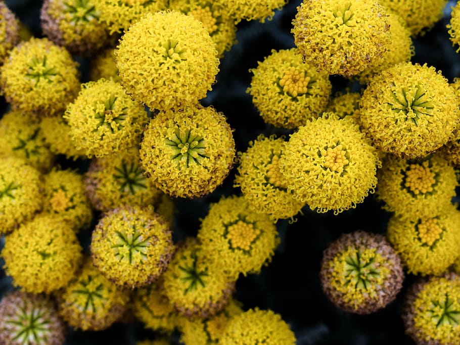 flowers, yellow, spring, nature, blossom, garden, floral, food HD wallpaper