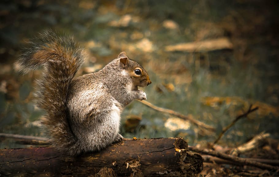brown squirrel, woods, forrest, animal, forest, nature, wildlife HD wallpaper