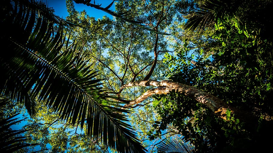 bright, daylight, environment, forest, green, island, leaves HD wallpaper