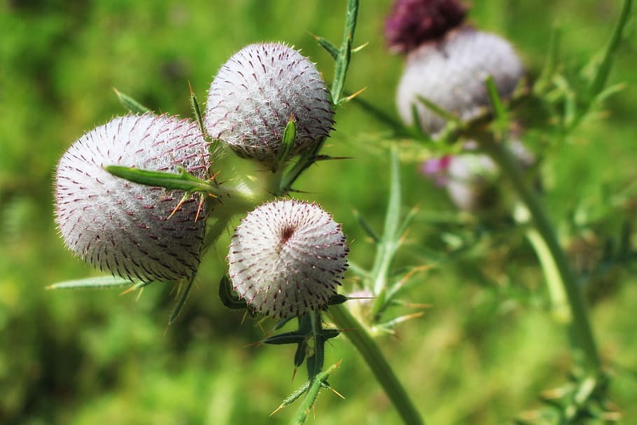 thistle, thistles, summer, meadow, thistle flower, plant, flowering plant HD wallpaper