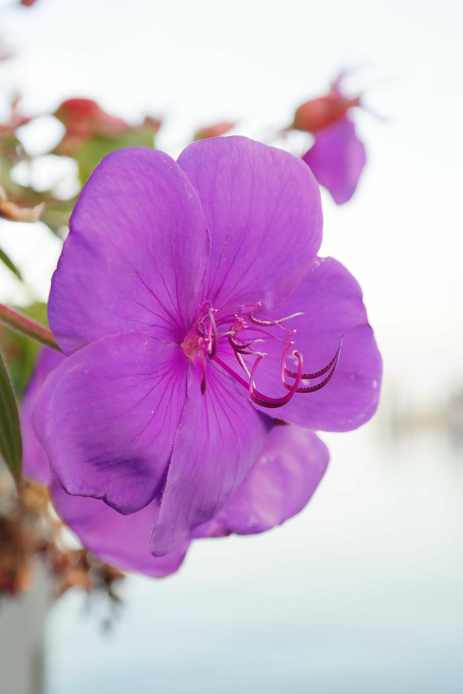 container plant, blossom, bloom, violet, purple, flower, tibouchina HD wallpaper