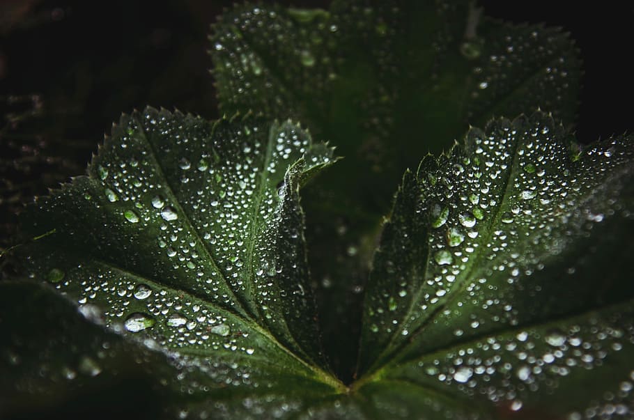macro shot photo of green leaf with water droplets, close up photography of dew drops HD wallpaper
