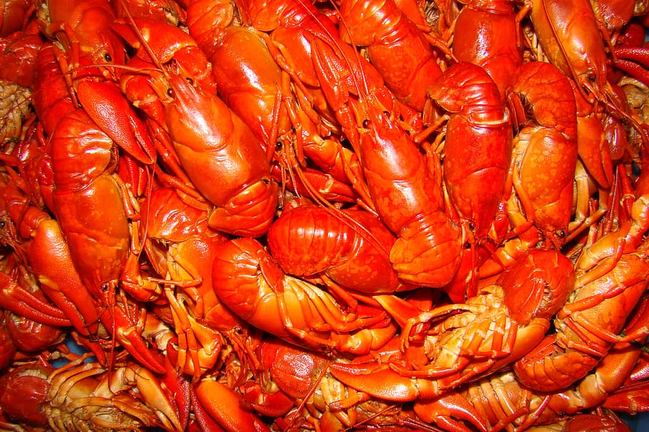 crayfish, crayfish party, seafood, food and drink, freshness HD wallpaper