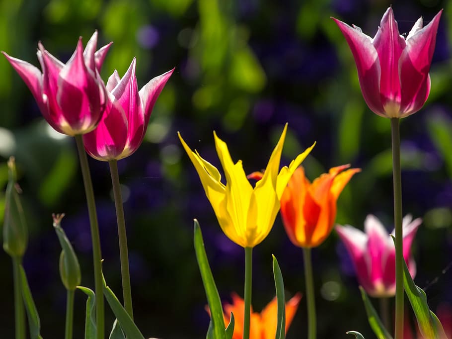 tulips, spring, light, colorful, yellow, bright, nature, plant HD wallpaper