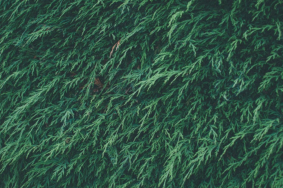 green, hedge, pine, grass, backgrounds, nature, pattern, full frame HD wallpaper