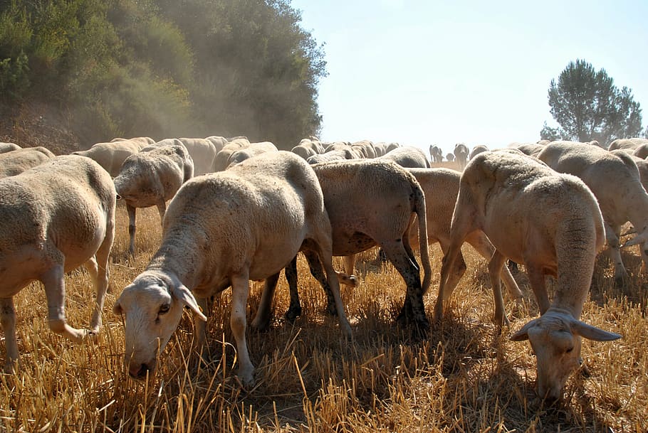 sheep, goat, nature, flock, farm, animal, farm animal, wool HD wallpaper
