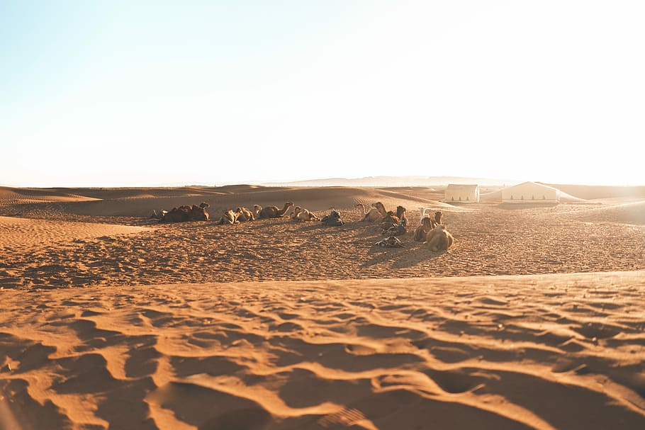 people lying on desert, herd of camels resting on desert, life HD wallpaper