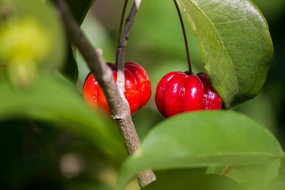 Cherry, Fruit, Nature, Tree, pitangueira, food and drink, red HD wallpaper